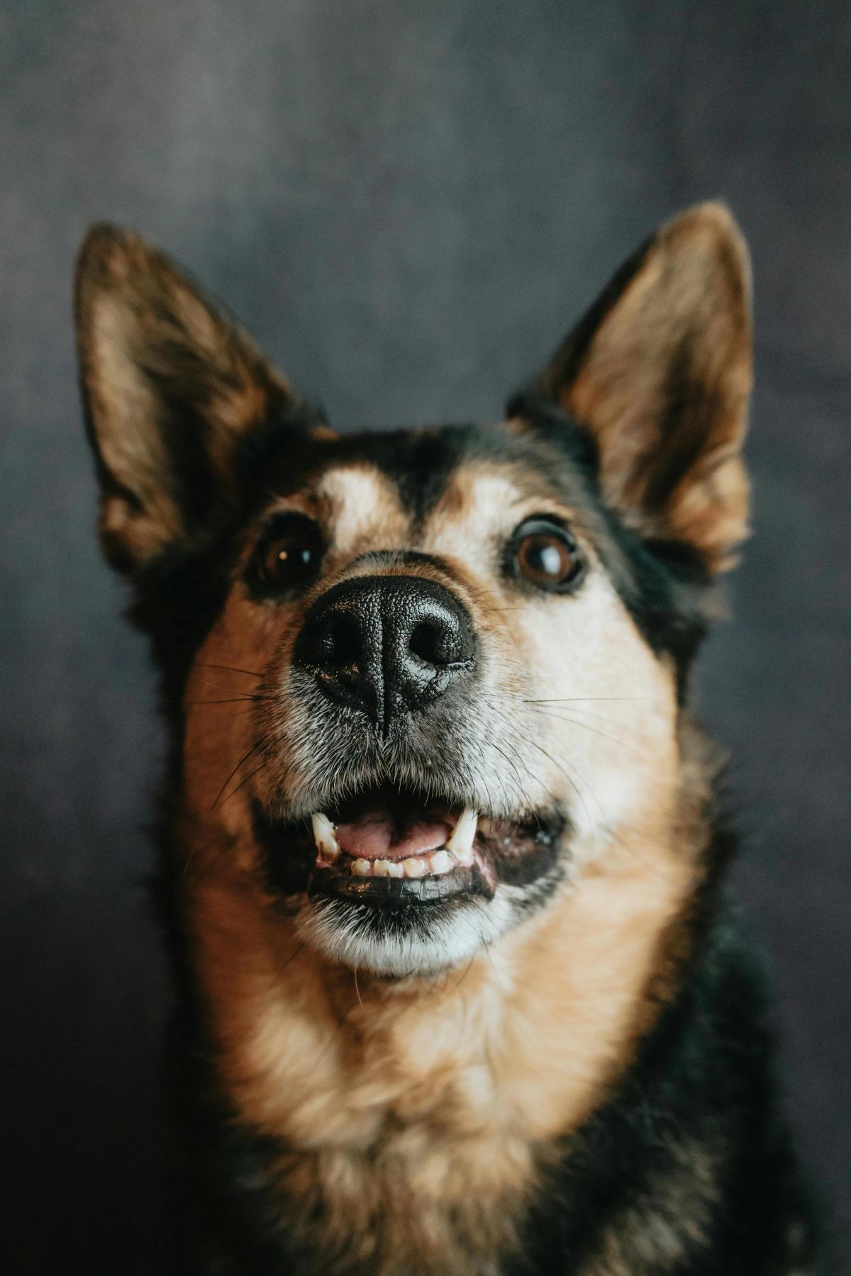 Vergleich: Belgischer Malinois vs. Deutscher Schäferhund