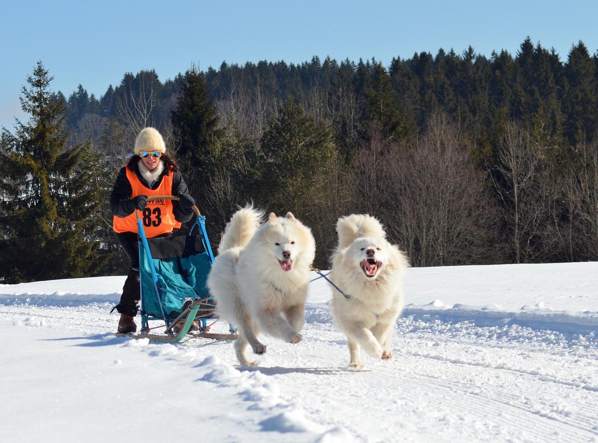 Samoyeed rennend in de sneeuw