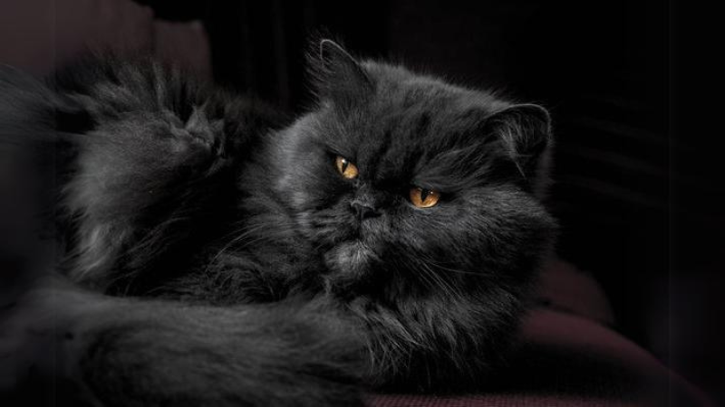 Zwarte Perzische kat met lange zijdeachtige vacht