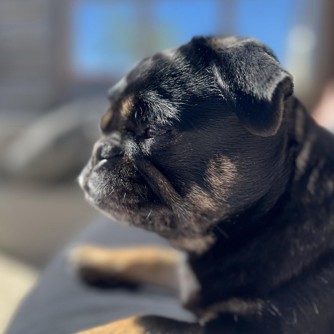 Die Mops-Rasse: Authentische Einblicke