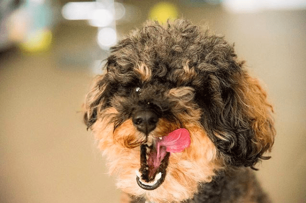 hond die smakt en kwijlt