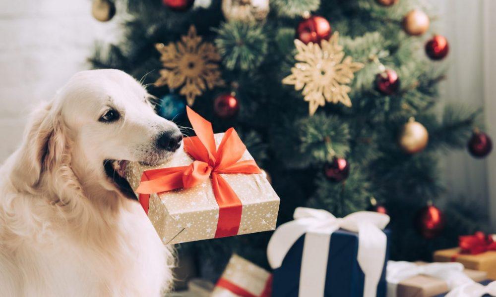 Golden Retriever met kerstcadeau