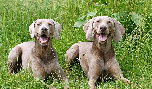Weimaraner