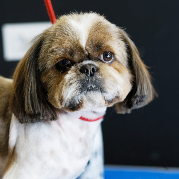 Movember: 10 lustige Fotos von Katzen und Hunden mit Schnurrbart