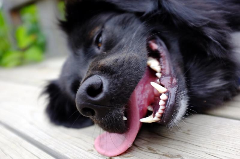 6 tips om je hond koel te houden op warme dagen