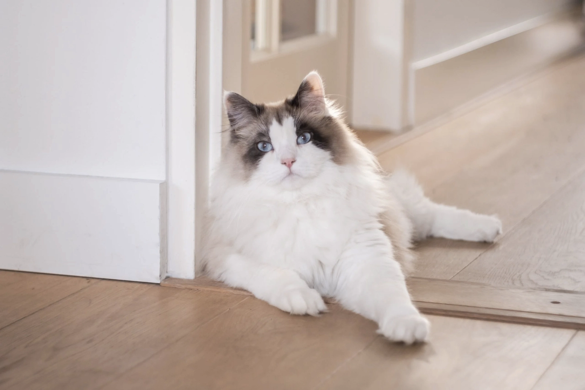 Siberische kat met volle wintervacht