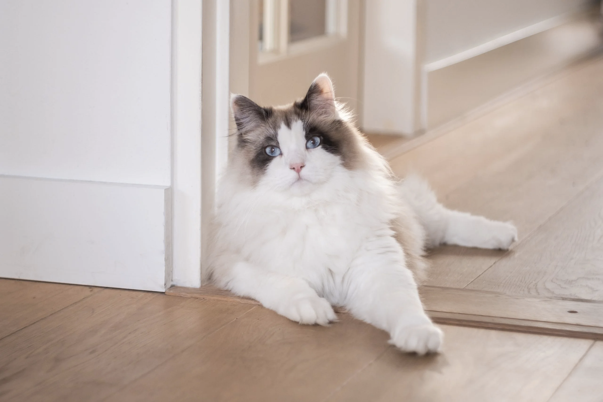 Siberische kat met volle wintervacht
