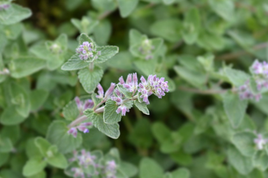Kattenkruid plant in bloei in de tuin