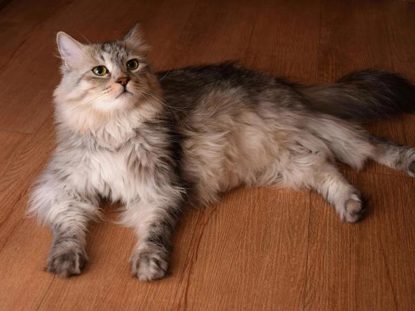 Siberische kat met een volle grijsbruine vacht, liggend op een houten vloer