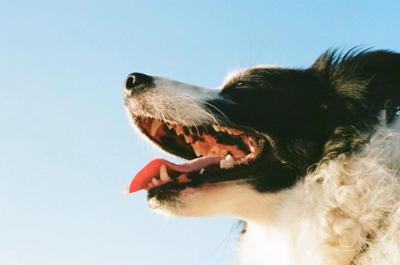 Mundhygiene und Erkrankungen bei Hunden