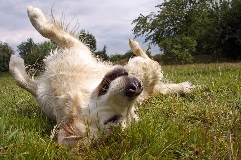 Hoe leer je iedere hond het commando ‘rol’?