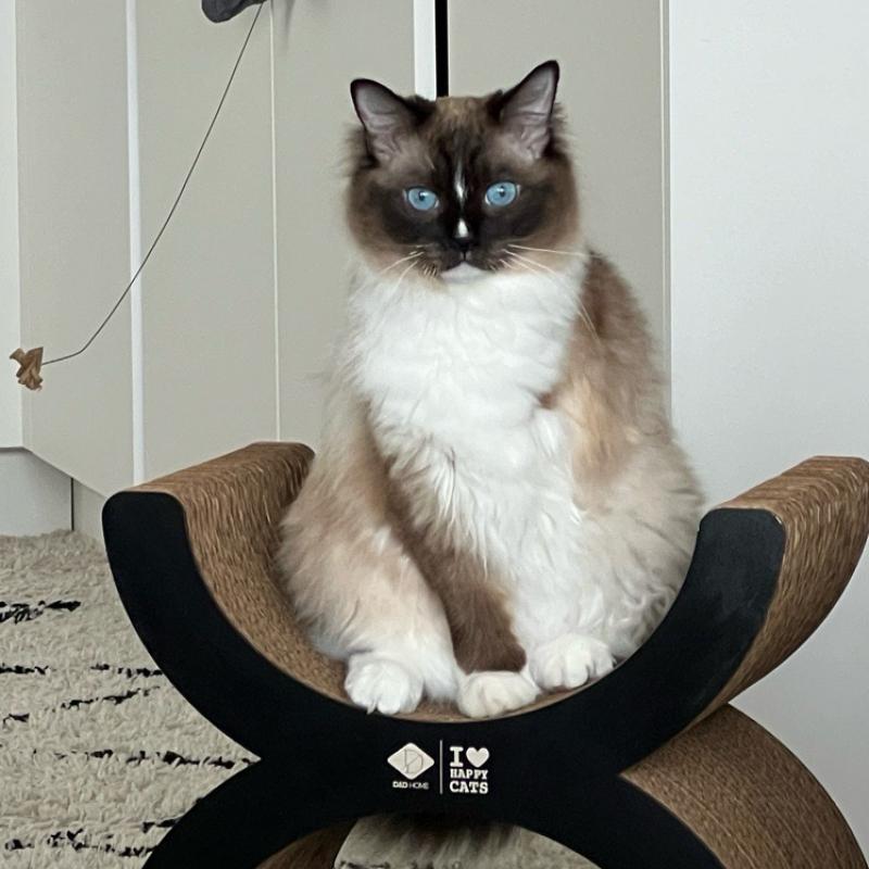 10 Katzenrassen, die selbst Hundefans verzaubern können