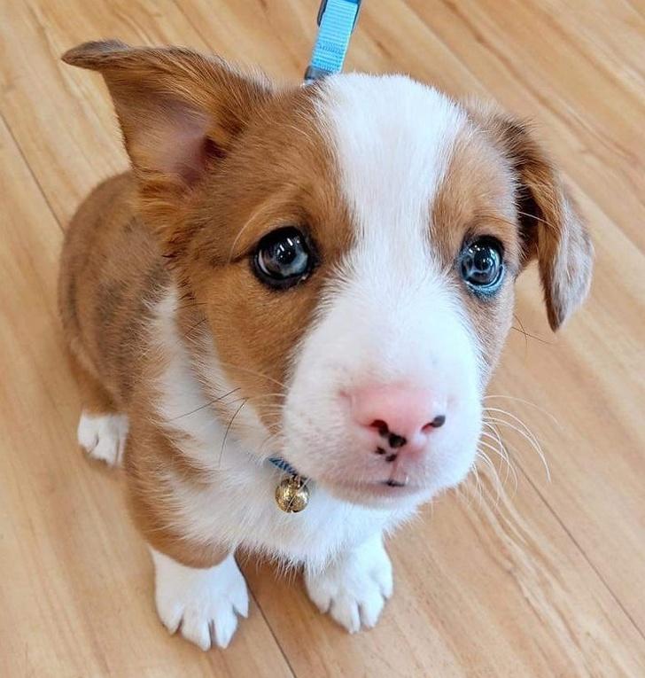 Australische Herder en Corgi mix