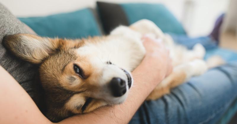 6 tips om vertrouwen op te bouwen als hondenoppas