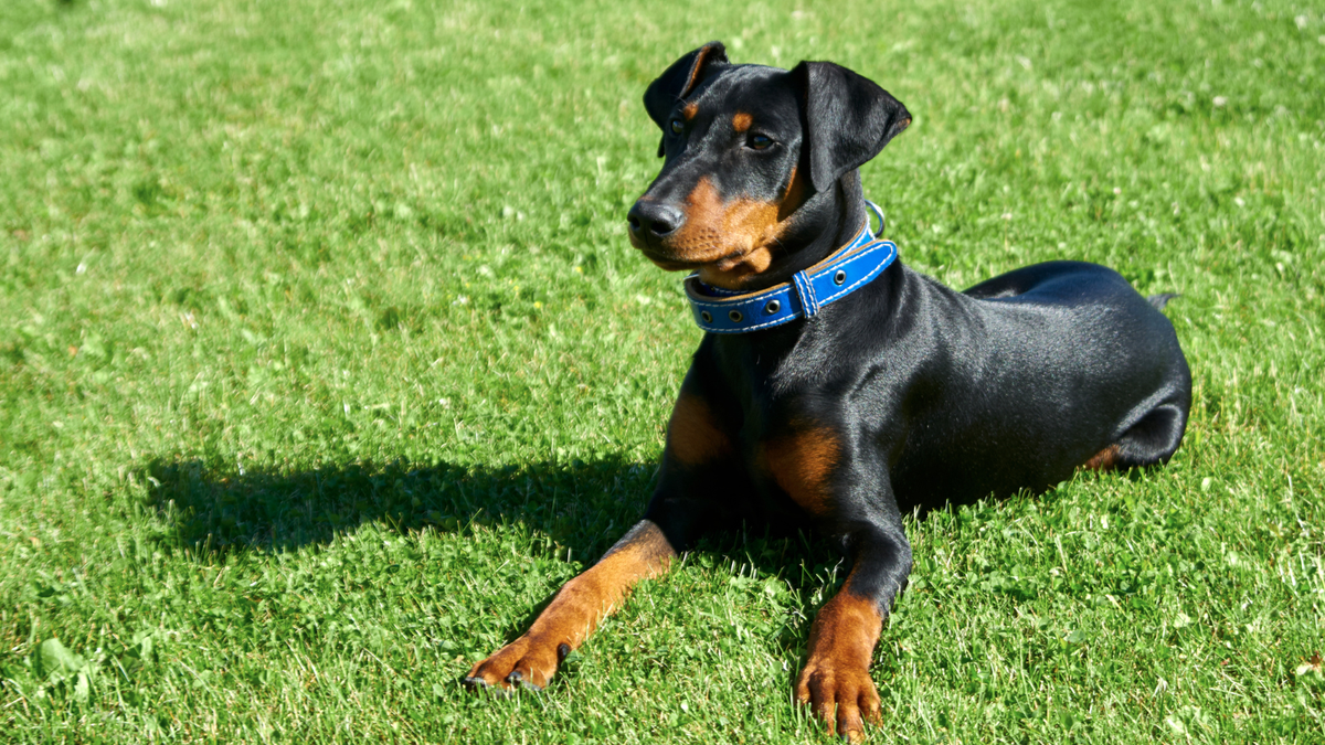 Deutscher Pinscher