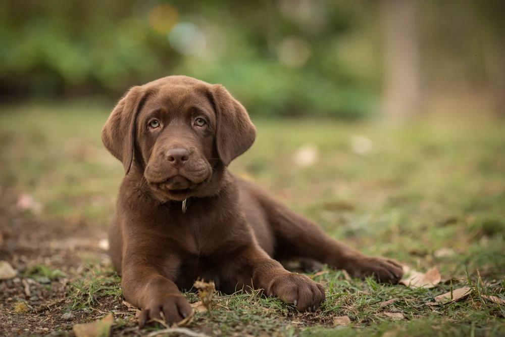 Labrador pup