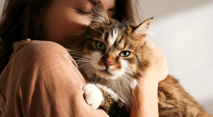 Dit zijn de top 10 liefste kattenrassen!