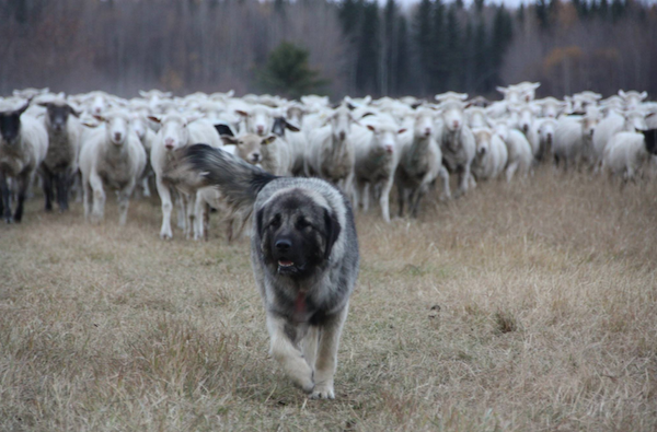 Šarplaninac Hund