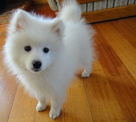 Die Vielfalt der Spitz-Familie: Von Großspitz bis Volpino Italiano