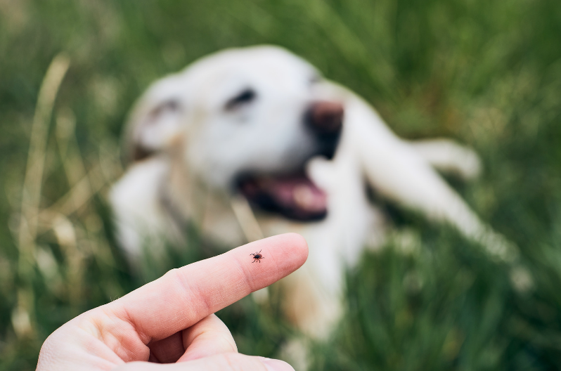Teek bij hond veilig verwijderen met tekentang