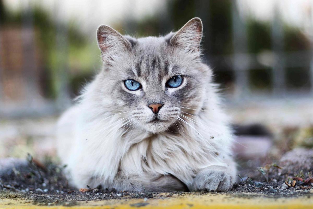 Vriendelijke kattenrassen, oppas-inspiratie