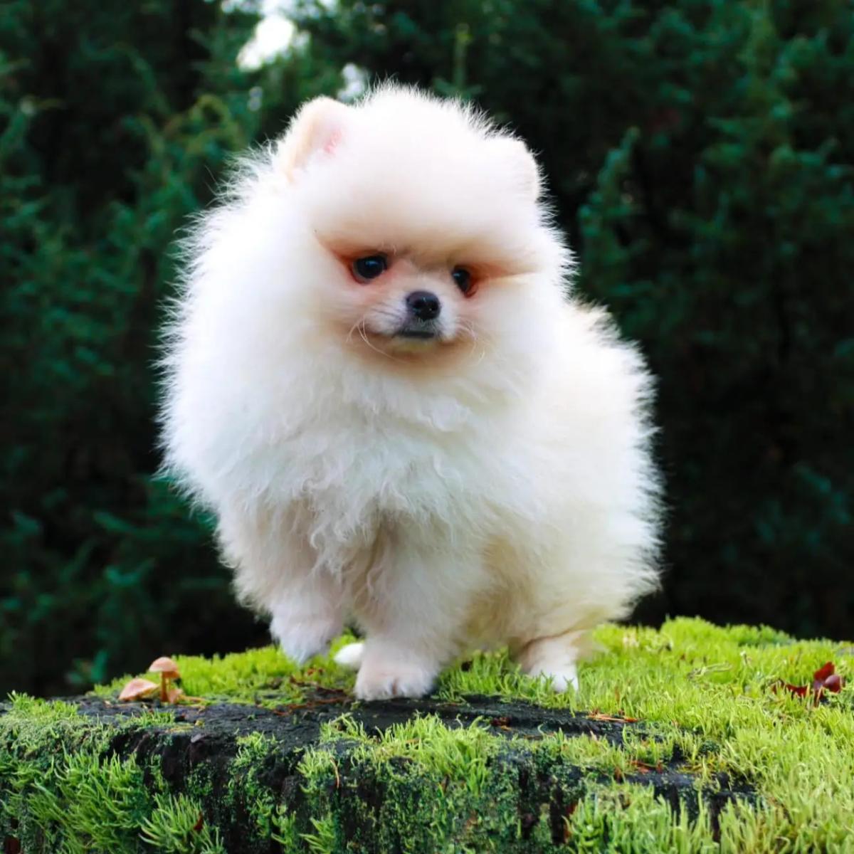 Die Pomeranian-Rasse: Charakter und Tipps
