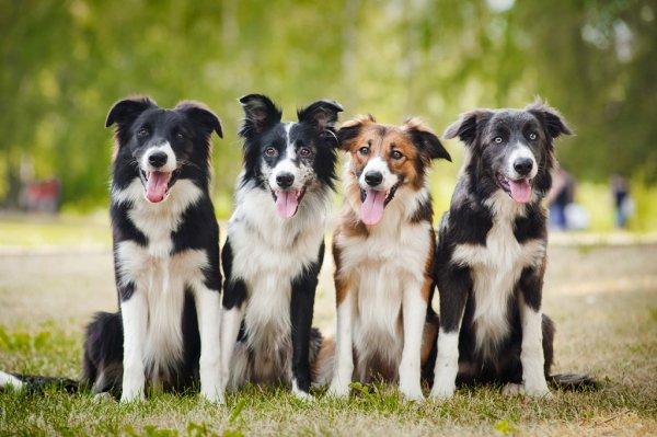 5 tips om mijn hond te socialiseren