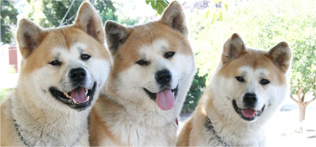 Akita hond