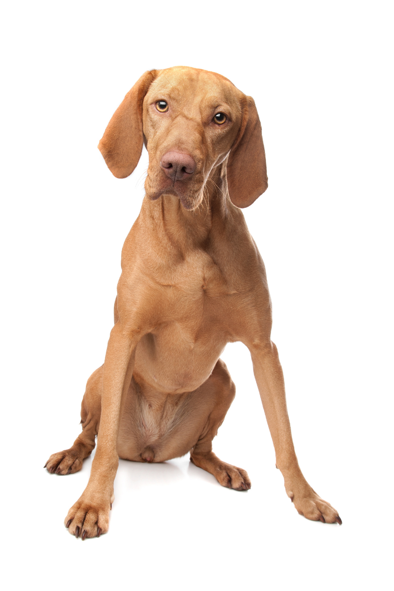 Vizsla in zijaanzicht met korte koperkleurige vacht
