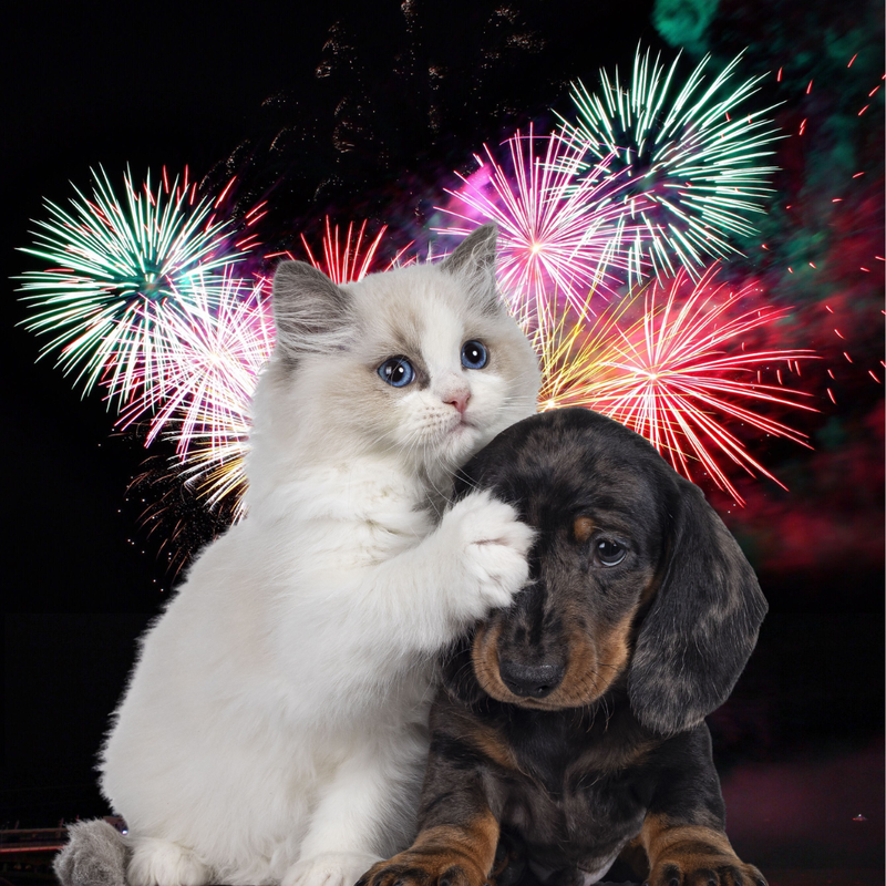 8 Tipps, um dein Haustier während Silvester zu unterstützen