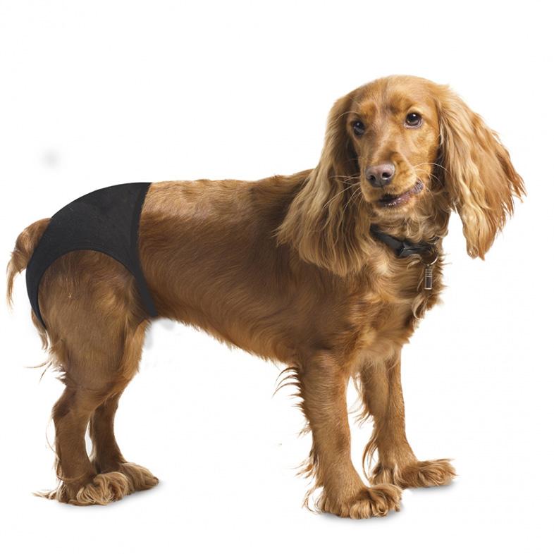 Hond met loopsheidsbroekje in huis