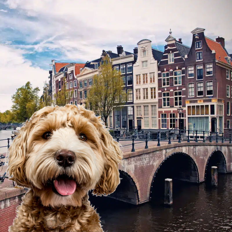 De ultieme gids voor hondeneigenaren en -oppassers: Amsterdam’s beste hotspots!