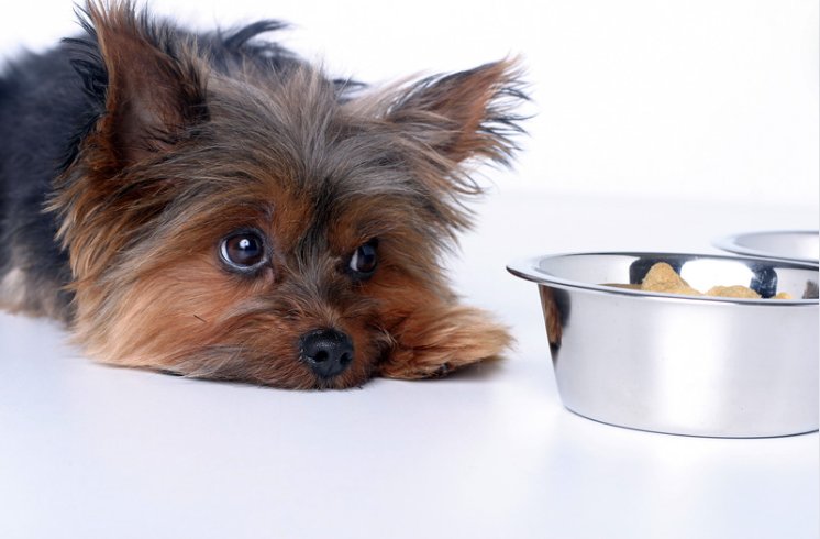 Hond kijkt misselijk uit autoraam