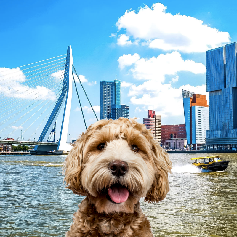 De ultieme gids voor hondeneigenaren- en oppassers: Rotterdam’s beste hotspots!