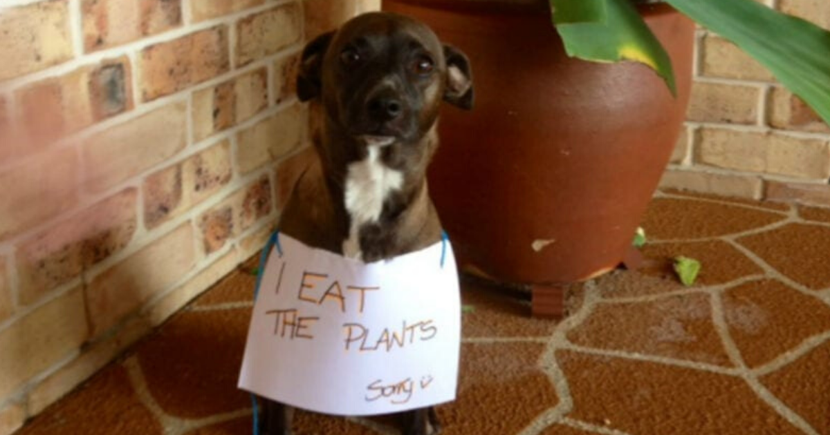 11 meest voorkomende planten die giftig zijn voor je pup