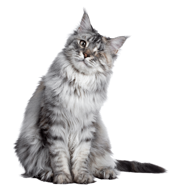 Maine Coon met lange vacht