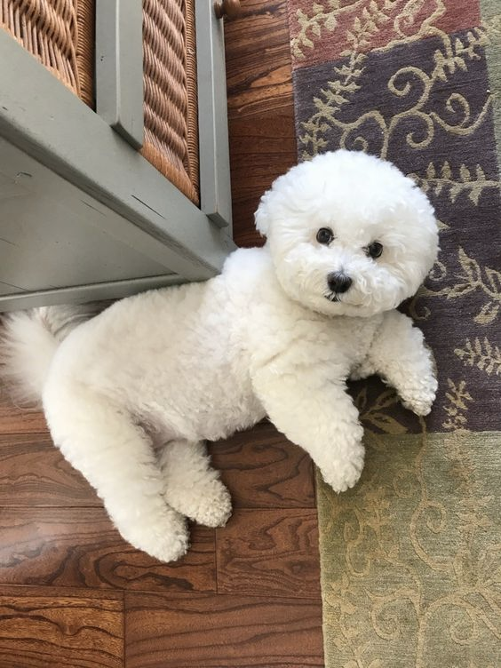 Bichon Frisé met pluizige krullen