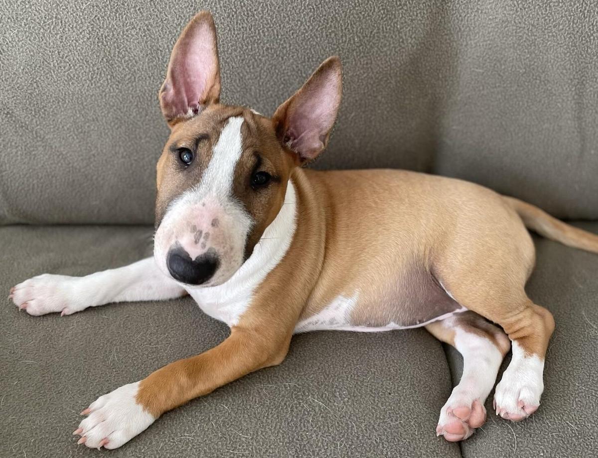 Miniature Bull Terrier bei Petbnb