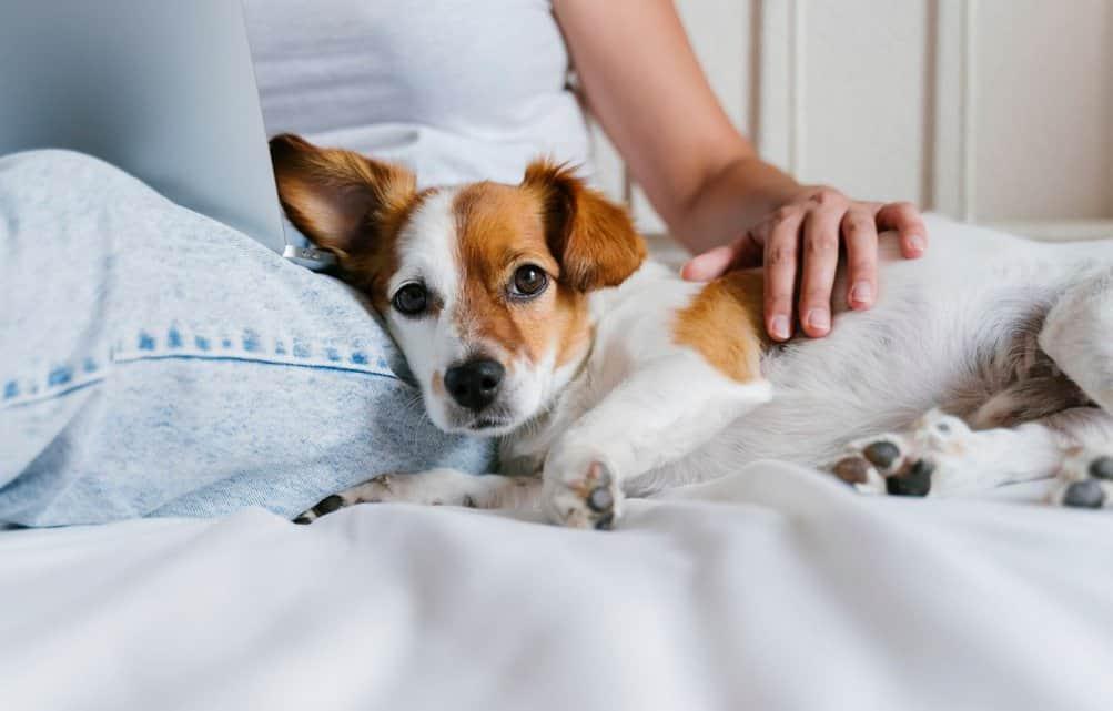 Eigenaar stelt hond gerust