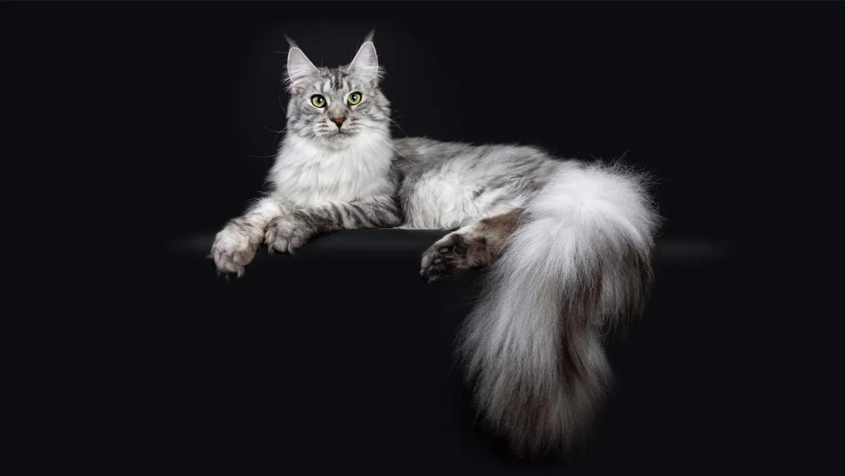 Maine Coon, die größte Hauskatzenrasse, bekannt für ihren buschigen Schwanz und große Ohren, ideal für Katzenliebhaber, die eine freundliche und verspielte Begleiterin suchen.