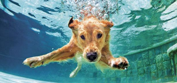 Hond zwemt met zelfvertrouwen