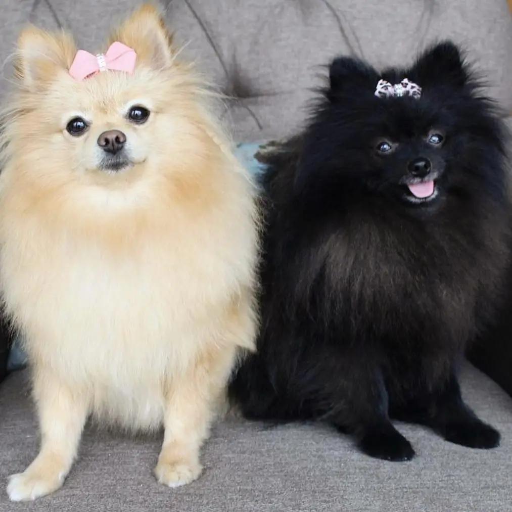 Pomeranians