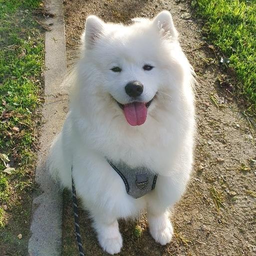 Snow Samojede petbnb