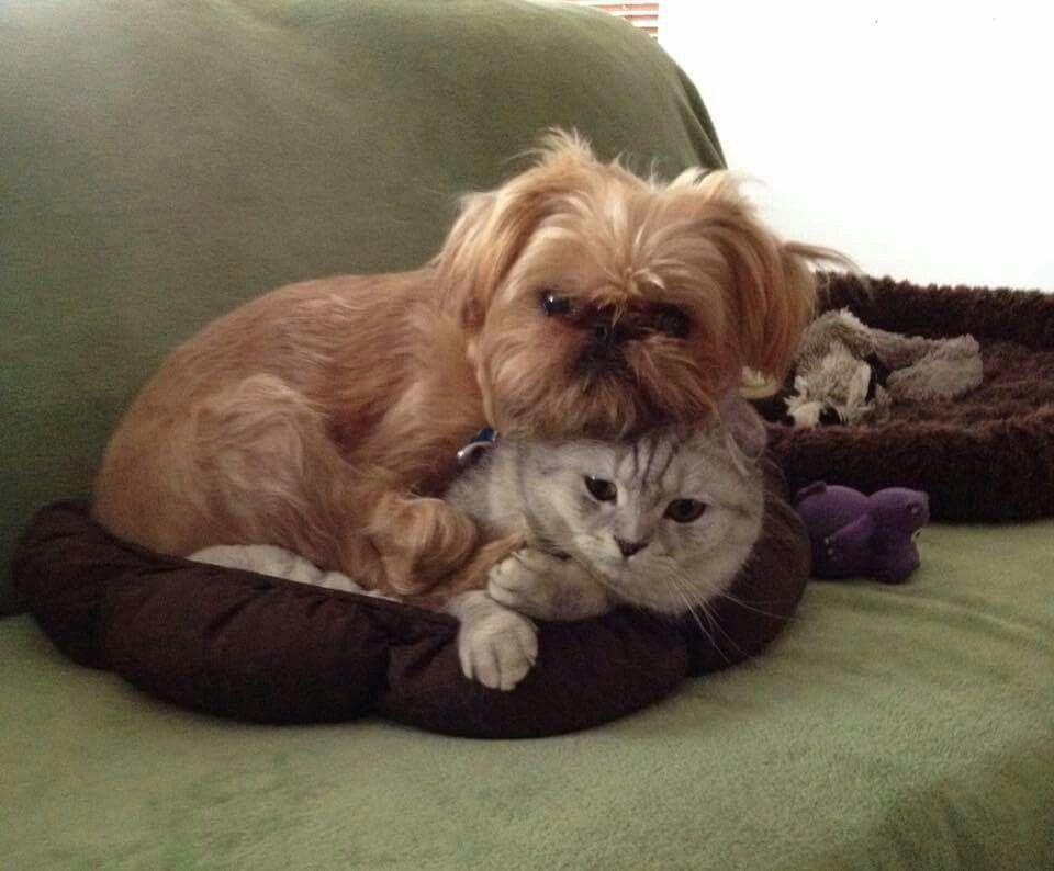 Brussels Griffon dicht bij de eigenaar