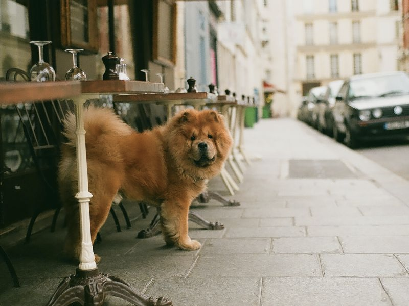 Hondvriendelijk café in Amsterdam met terras