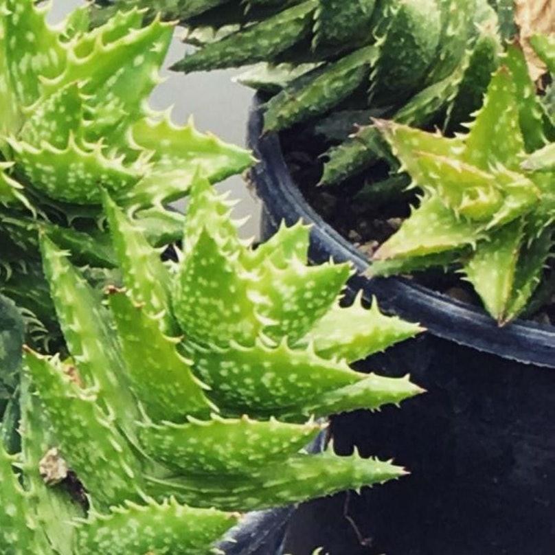 aloë vera plant