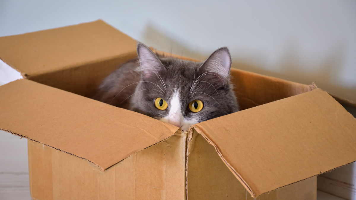 Gekke kattengedragingen: kat kruipt in doos voor veiligheid