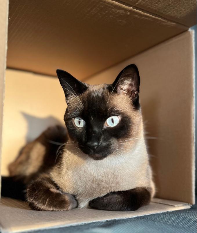 10 Katzenrassen, die selbst Hundefans verzaubern können