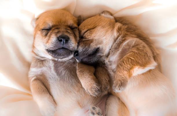 Slapende puppy's, rustige oppassituatie