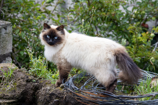 Himalaya kat met lange vacht